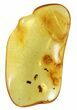 Fossil Fly (Diptera) In Baltic Amber #58073-1